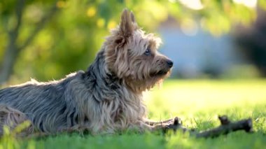 Mavi ve taba rengi Avustralya teriyeri parlak bir yaz gününde arka bahçede yürüyor. Evcil bir köpeğin sopayı çiğnerken, bahçede ya da arka bahçede eğlenirken çekilmiş yakın çekim görüntüleri..