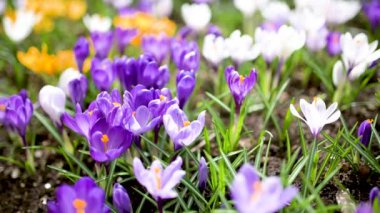 Parkta çiçek açan çiçek. Bahar manzarası. Doğada güzellik. Ağır çekimde yakın çekim.
