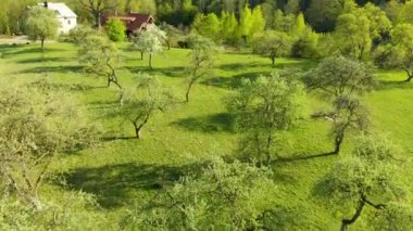 Baharın sonlarında eski bir elma bahçesinin güzel hava manzarası. Güneşli bir yaz gününde bahçede yeşil elma ağaçları. Vilnius, Litvanya 'da park manzarası.