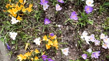 Parkta çiçek açan çiçek. Bahar manzarası. Doğada güzellik. Ağır çekimde yakın çekim.