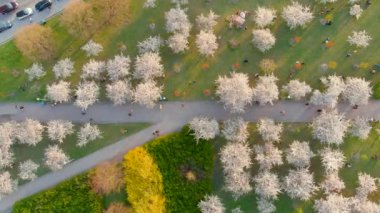 Vilnius şehir merkezinde çiçek açan sakura parkının yukarıdan aşağıya güzel manzarası. Sugihara kiraz ağacı bahçesi güneşli bir nisan akşamı çiçek açıyor. Litvanya, Vilnius 'ta İlkbahar.