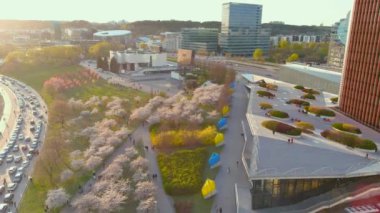 Vilnius şehir merkezinde çiçek açan sakura parkının güzel hava manzarası. Sugihara kiraz ağacı bahçesi güneşli bir nisan akşamı çiçek açıyor. Litvanya, Vilnius 'ta İlkbahar.