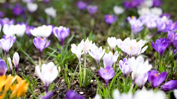 Virágzó Crocus Virágok Parkban Tavaszi Táj Szépség Természetben Közelkép Lassított — Stock videók