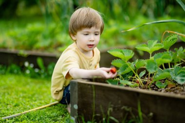Güneşli yaz gününde taze organik çilek yiyen tatlı küçük çocuk. Çilek çiftliğinde eğlenen bir çocuk..