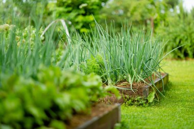 Yaz mevsiminde soğan yetiştiriyorum. Çiftlikte kendi otlarını ve sebzelerini yetiştiriyorlar. Bahçıvanlık ve kendi kendine yeten yaşam tarzı.