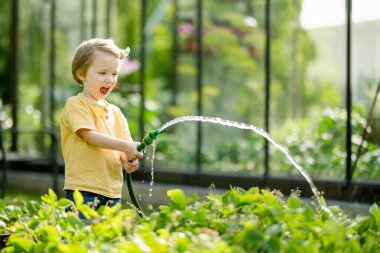 Yaz günü bahçede çiçek tarhlarını sulayan tatlı bir çocuk. Çocuk sebzeleri sulamak için bahçe hortumu kullanıyor. Çocuk günlük ev işlerine yardım ediyor. Annesinin küçük yardımcısı..