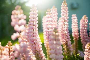 Beautiful pink lupins blossoming on flower bed on summer day. Bunch of lupines summer flower background.