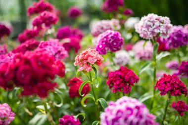 Dianthus Barbatus 'un renkli çiçekleri ya da güneşli bir yaz gününde bahçede açan tatlı William bitkisi. Doğada güzellik.