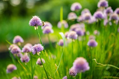Close up of beautiful purple chives flowers blossoming in a garden. Blooming garlic flowers in soft evening light. Beauty in nature. clipart