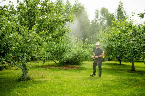 Middle age gardener with a mist fogger sprayer sprays fungicide and pesticide on bushes and trees. Protection of cultivated plants from insects and fungal infections. Summer chores.