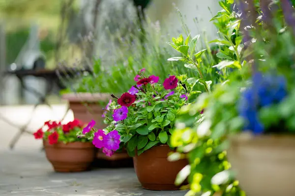 Beautiful Purple Petunia Flowers Blossoming Flower Pots Backyard Beauty Nature — Stock Photo, Image