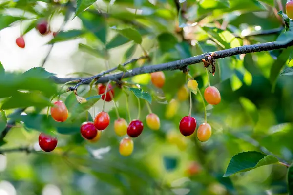Ripening Cherry Fruits Hanging Cherry Tree Branch Harvesting Berries Cherry — Stock Photo, Image