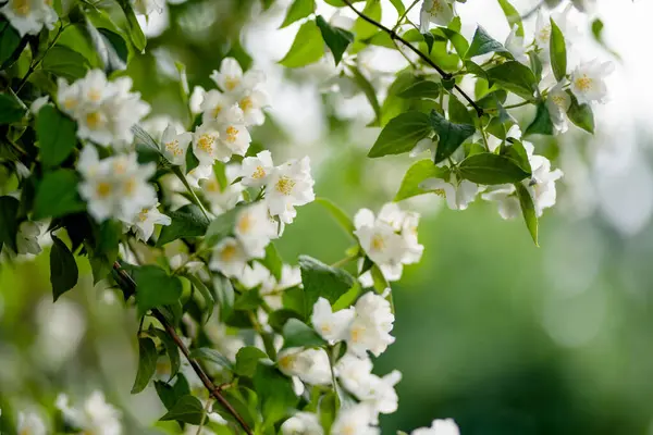 Arbusto Jasmim Florescendo Dia Verão Flores Jasmim Florescentes Jardim Primavera — Fotografia de Stock
