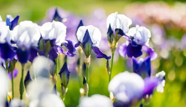 Coloridas Flores Iris Que Florecen Macizo Flores Parque Soleada Noche — Foto de Stock