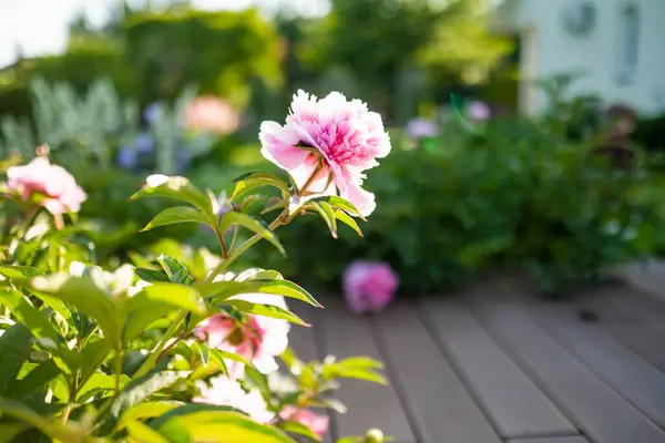 Lindas Flores Peônia Rosa Florescendo Jardim Noite Verão Beleza Natureza — Fotografia de Stock