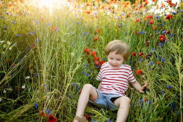 Симпатичний Маленький Хлопчик Захоплюється Маком Квітами Квітучому Маковому Полі Сонячний Стокове Зображення