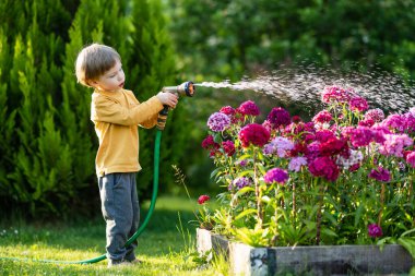 Yaz günü bahçede çiçek tarhlarını sulayan tatlı bir çocuk. Çocuk sebzeleri sulamak için bahçe hortumu kullanıyor. Çocuk günlük ev işlerine yardım ediyor. Annesinin küçük yardımcısı..