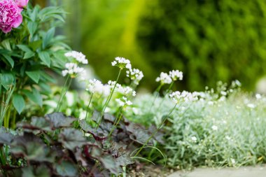 Allium neapolitanum ya da güneşli bir yaz gününde çiçek tarhında açan Süslü Soğan çiçekleri. Amaryllidaceae pennial bulbouus bitkileri. Doğada güzellik.