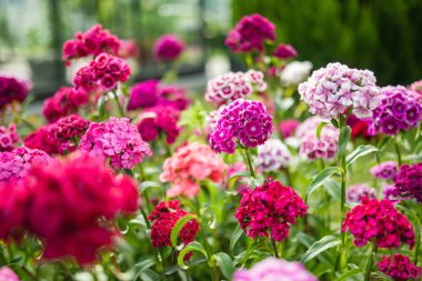 Dianthus Barbatus 'un renkli çiçekleri ya da güneşli bir yaz gününde bahçede açan tatlı William bitkisi. Doğada güzellik.