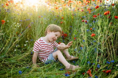 Güneşli yaz gününde çiçek açan haşhaş tarlasında haşhaş ve knapweed çiçeklerine hayran olan sevimli küçük çocuk. Vilnius, Litvanya yakınlarındaki güzel yaz manzarası.