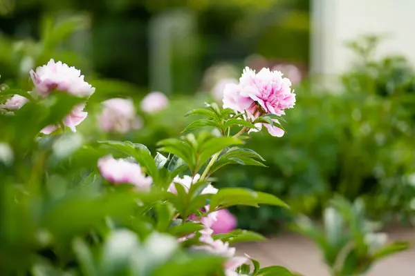 Lindas Flores Peônia Rosa Florescendo Jardim Noite Verão Beleza Natureza — Fotografia de Stock