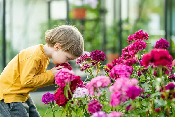 Little Boy Admiring Assorted Colorful Flowers Dianthus Barbatus Sweet William — Stock Photo, Image
