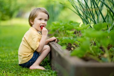 Güneşli yaz gününde taze organik çilek yiyen tatlı küçük çocuk. Çilek çiftliğinde eğlenen bir çocuk..