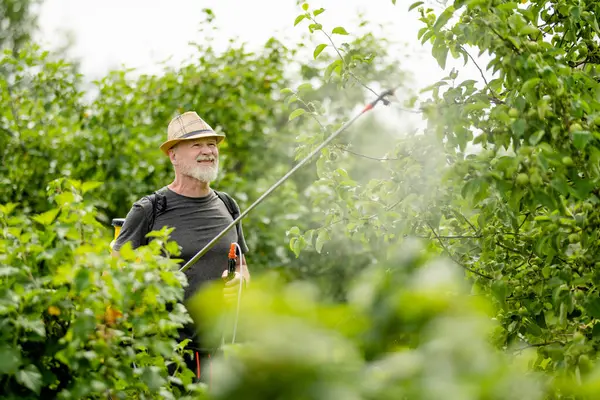 Middle Age Gardener Mist Fogger Sprayer Sprays Fungicide Pesticide Bushes — Stock Photo, Image