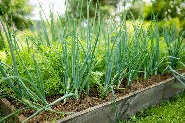 Yaz mevsiminde soğan yetiştiriyorum. Çiftlikte kendi otlarını ve sebzelerini yetiştiriyorlar. Bahçıvanlık ve kendi kendine yeten yaşam tarzı.