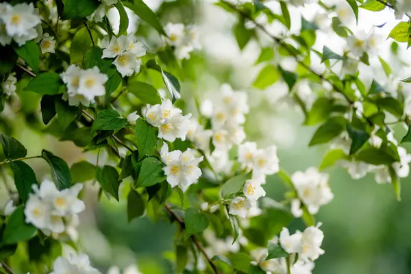 Arbusto Jasmim Florescendo Dia Verão Flores Jasmim Florescentes Jardim Primavera — Fotografia de Stock
