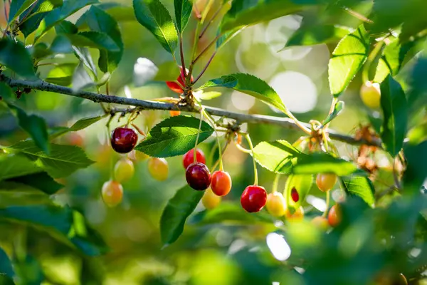 Reifende Kirschfrüchte Hängen Einem Kirschbaumzweig Beerenernte Kirschgarten Bei Sonnigem Sommerregen lizenzfreie Stockbilder