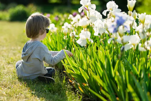 晴れた夏の夕方に公園の花壇に咲くカラフルなアイリスの花を賞賛するかわいい少年 自然の美しさ — ストック写真