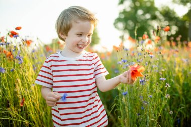 Güneşli yaz gününde çiçek açan haşhaş tarlasında haşhaş ve knapweed çiçeklerine hayran olan sevimli küçük çocuk. Vilnius, Litvanya yakınlarındaki güzel yaz manzarası.