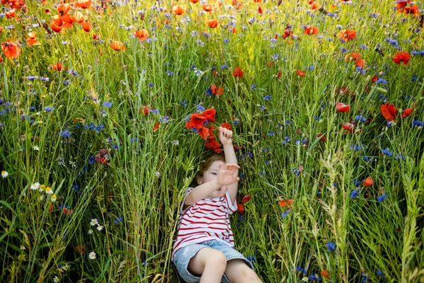 Güneşli Yaz Gününde Çiçek Açan Haşhaş Tarlasında Haşhaş Knapweed Çiçeklerine — Stok fotoğraf