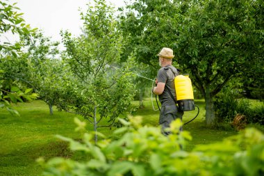 Middle age gardener with a mist fogger sprayer sprays fungicide and pesticide on bushes and trees. Protection of cultivated plants from insects and fungal infections. Summer chores. clipart