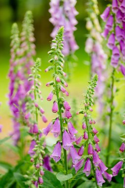 Güneşli bir yaz gününde bahçede çiçek açan güzel mor yüksükotu çiçekleri. Digitalis purpurea çiçek tarhında çiçek açıyor. Doğada güzellik.