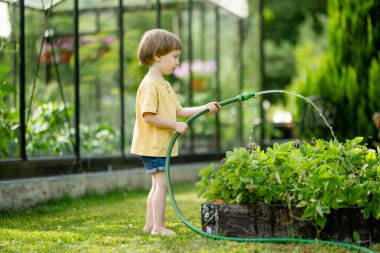 Yaz günü bahçede çiçek tarhlarını sulayan tatlı bir çocuk. Çocuk sebzeleri sulamak için bahçe hortumu kullanıyor. Çocuk günlük ev işlerine yardım ediyor. Annesinin küçük yardımcısı..