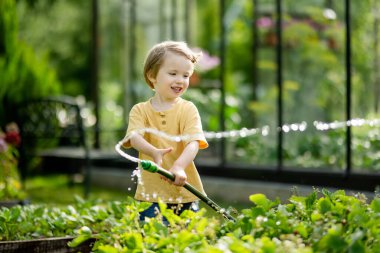 Yaz günü bahçede çiçek tarhlarını sulayan tatlı bir çocuk. Çocuk sebzeleri sulamak için bahçe hortumu kullanıyor. Çocuk günlük ev işlerine yardım ediyor. Annesinin küçük yardımcısı..