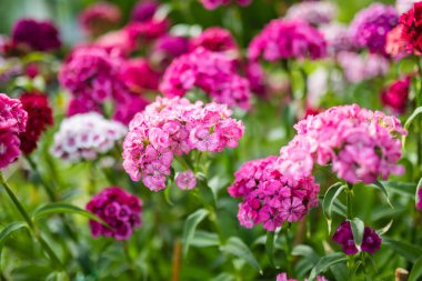 Dianthus Barbatus 'un renkli çiçekleri ya da güneşli bir yaz gününde bahçede açan tatlı William bitkisi. Doğada güzellik.