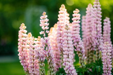 Beautiful pink lupins blossoming on flower bed on summer day. Bunch of lupines summer flower background.