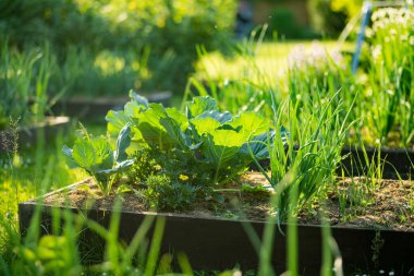 Bahçede yetişen taze organik lahana kafası. Çiftlikte kendi meyve ve sebzelerini yetiştiriyorlar. Bahçıvanlık ve kendi kendine yeten yaşam tarzı.