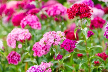 Dianthus Barbatus 'un renkli çiçekleri ya da güneşli bir yaz gününde bahçede açan tatlı William bitkisi. Doğada güzellik.