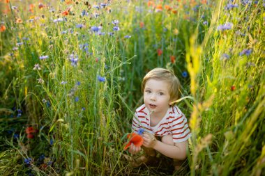 Güneşli yaz gününde çiçek açan haşhaş tarlasında haşhaş ve knapweed çiçeklerine hayran olan sevimli küçük çocuk. Vilnius, Litvanya yakınlarındaki güzel yaz manzarası.