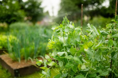 Elinde sis spreyi olan orta yaşlı bahçıvan çalılara ve ağaçlara mantar ilacı sıkar. Ekilmiş bitkilerin böcek ve mantar enfeksiyonlarından korunması. Yaz işleri.