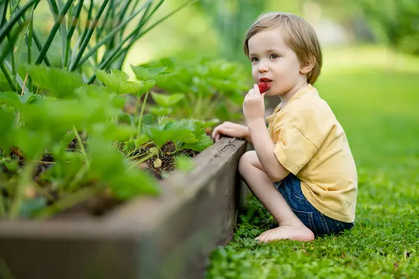 Cute Little Boy Eating Fresh Organic Strawberries Sunny Summer Day — Stock Photo, Image