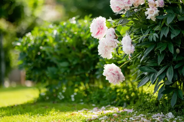 Schöne Rosa Pfingstrosen Blühen Sommerabend Garten Schönheit Der Natur lizenzfreie Stockfotos