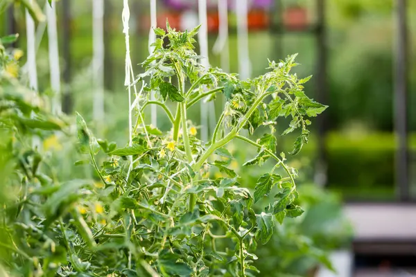 Tomatenpflanzen Sommertagen Gewächshaus Kultivieren Eigener Obst Und Gemüseanbau Auf Einem lizenzfreie Stockfotos