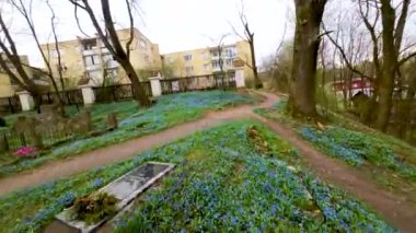 Nisan ayında Bernardine mezarlığında açan mavi scilla siberica bahar çiçekleri, Litvanya 'nın Vilnius kentindeki en eski üç mezarlıktan birinin havadan FPV görüntüsü.