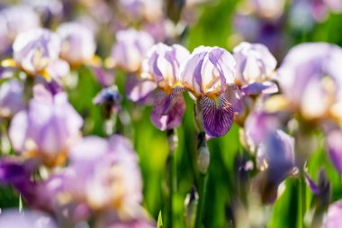 Renkli iris çiçekleri güneşli bir yaz akşamında parktaki çiçek tarhında çiçek açıyor. Doğada güzellik.