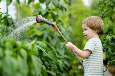 Yaz günü serada dolmalık biber sulayan tatlı bir çocuk. Çocuk sebzeleri sulamak için bahçe hortumu kullanıyor. Çocuk günlük ev işlerine yardım ediyor. Annesinin küçük yardımcısı..